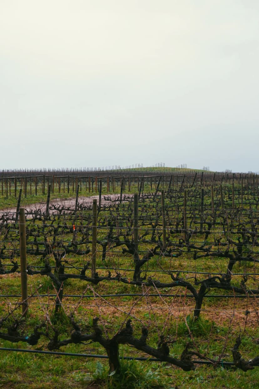 Rows of vines with the mountains behind Creation Wines