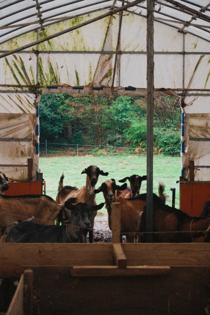 Goats standing inside an open-sided shelter with green fields behind them