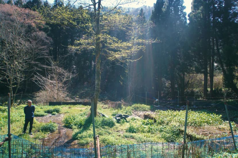 A person standing beside green wasabi beds beneath tall trees in Japan
