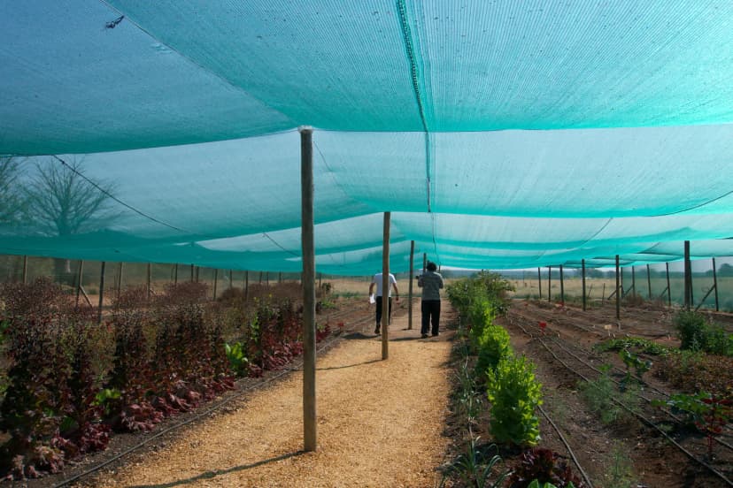 Rows of vegetables growing under shade netting at the Few & Far farm
