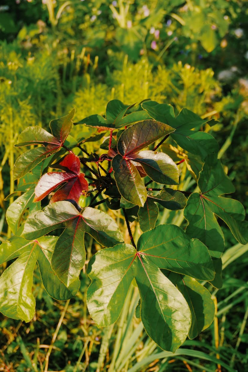 Red and green chiles growing among leaves in the Cap Karoso garden