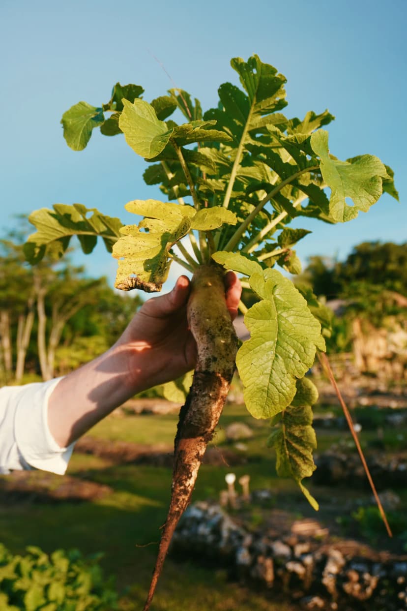 A freshly pulled root vegetable held up in the Cap Karoso garden